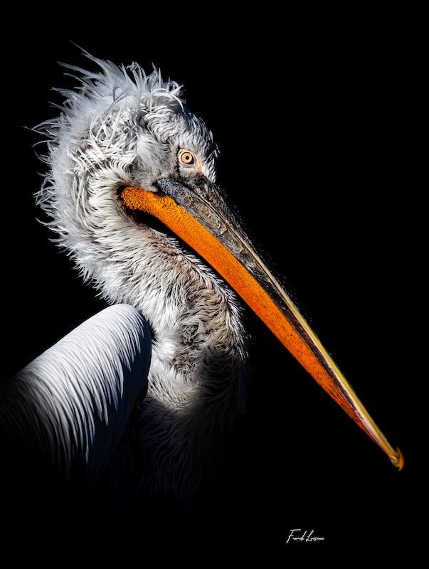 Photographe normandie : Franck Loiseau
